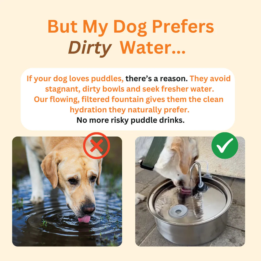 DOG WATER DISPENSER