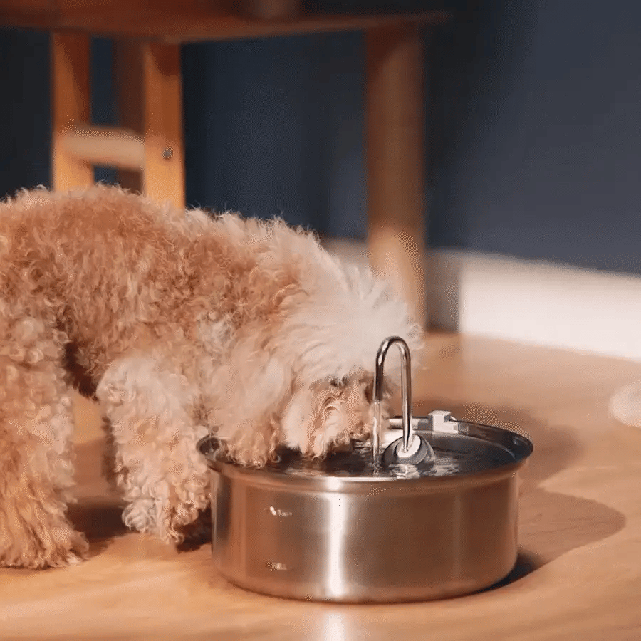 DOG WATER DISPENSER